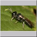 Crossocerus sp - Grabwespe 09a 5mm.jpg